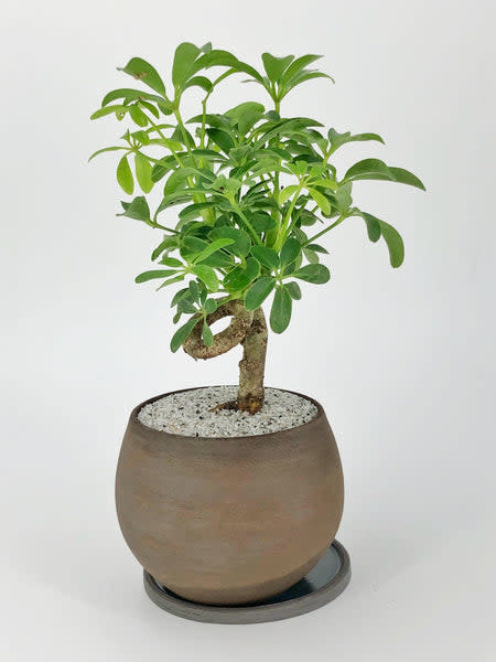 <p><a href="https://dandyfarmer.com/collections/beginner-bonsai-trees/products/dwarf-umbrella-tree" rel="nofollow noopener" target="_blank" data-ylk="slk:Shop Now;elm:context_link;itc:0;sec:content-canvas" class="link ">Shop Now</a></p><p>Dwarf Umbrella Tree</p><p>dandyfarmer.com</p>