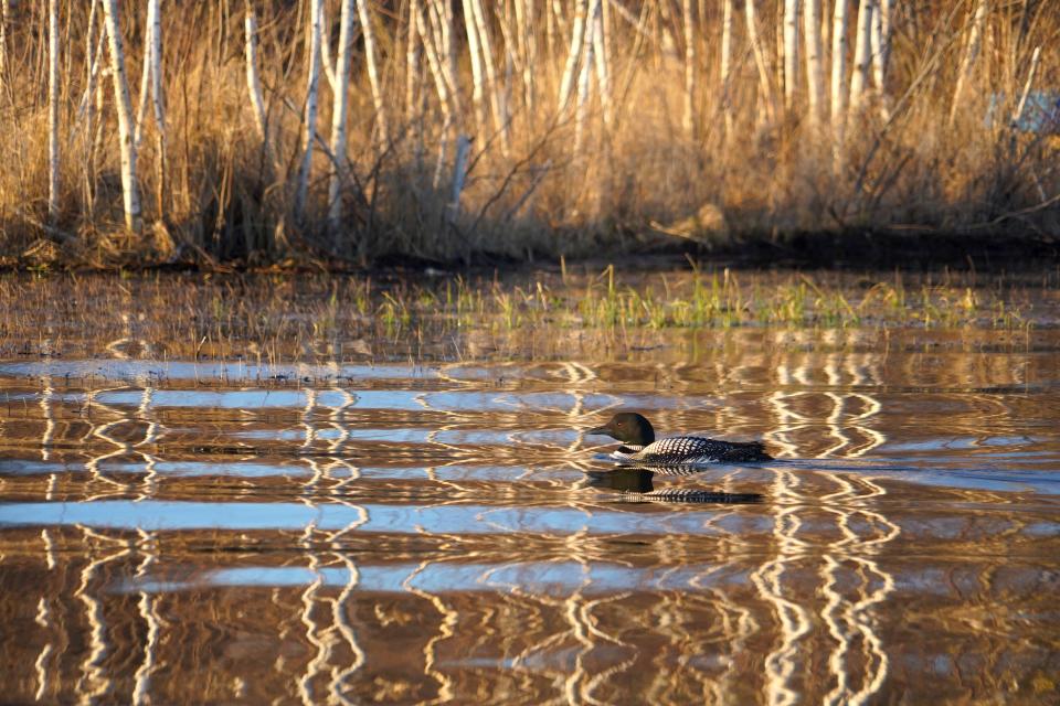 A common loon swims through reflections of birch trees along the shore of Shell Lake in Washburn County. The bird was among a rich variety of wildlife sighted by anglers on Saturday, opening day of the 2022 Wisconsin general fishing season.
