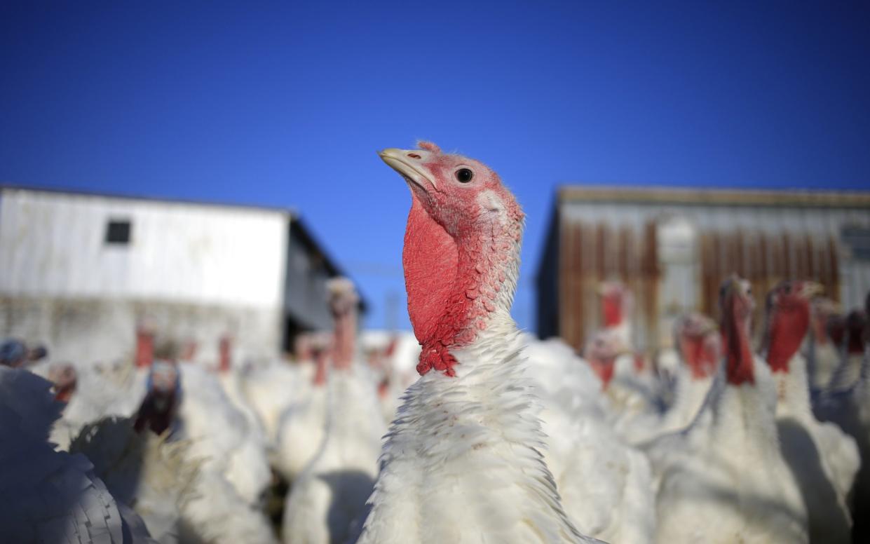 A turkey at a poultry farm in Kentucky. Antibiotic use per animal is about five times higher in the US and Canada compared to the UK. - Luke Sharrett /Bloomberg 