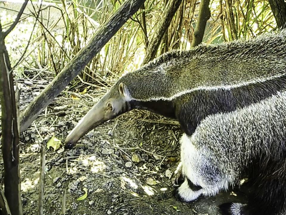 口袋莎：吼！有水豚君偷跑到我的小窩！（台北市立動物園提供）