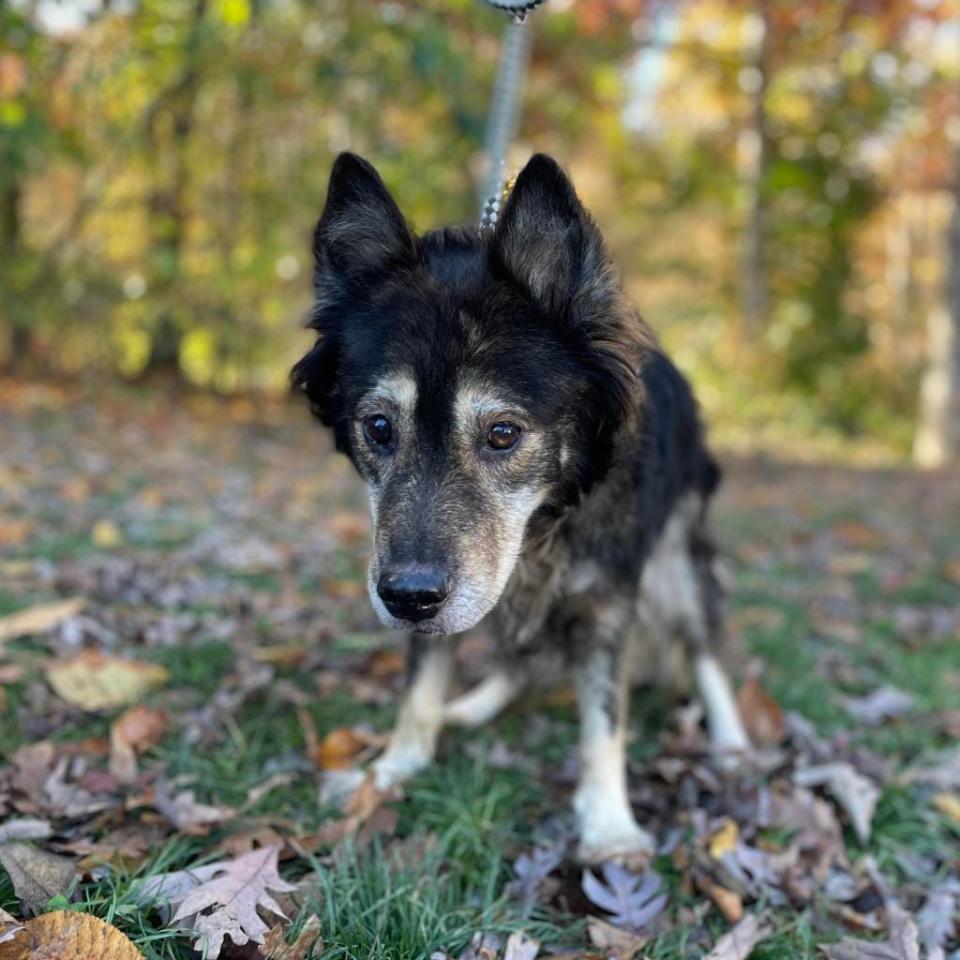 Shenandoah Valley Animal Services Center is trying to find foster homes for their shelter dogs over the holidays. One of their shelter dogs, Antique, is spending Thanksgiving with Diane McIntyre who fosters and cares for old dogs and hospice dogs from animal shelters in the northwest region of Virginia.