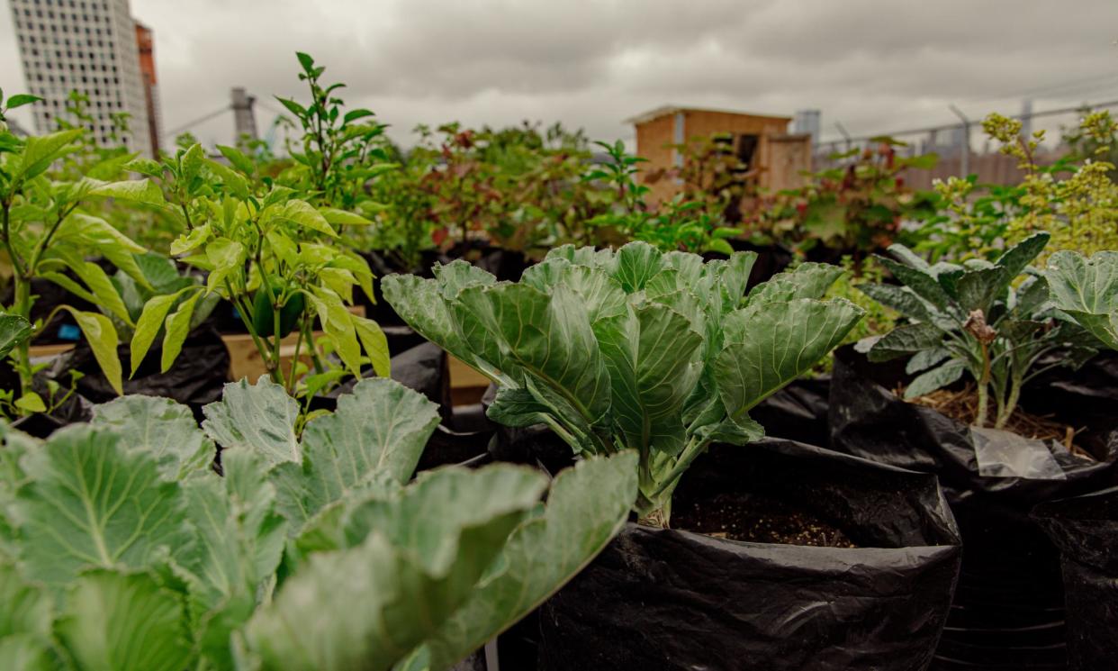 <span>Urban agriculture at Oko Farms in Brooklyn, New York.</span><span>Photograph: Makeda Sandford/The Guardian</span>