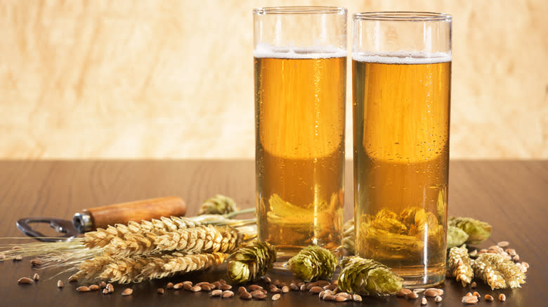 Kolsch beer in glasses with hops and wheat