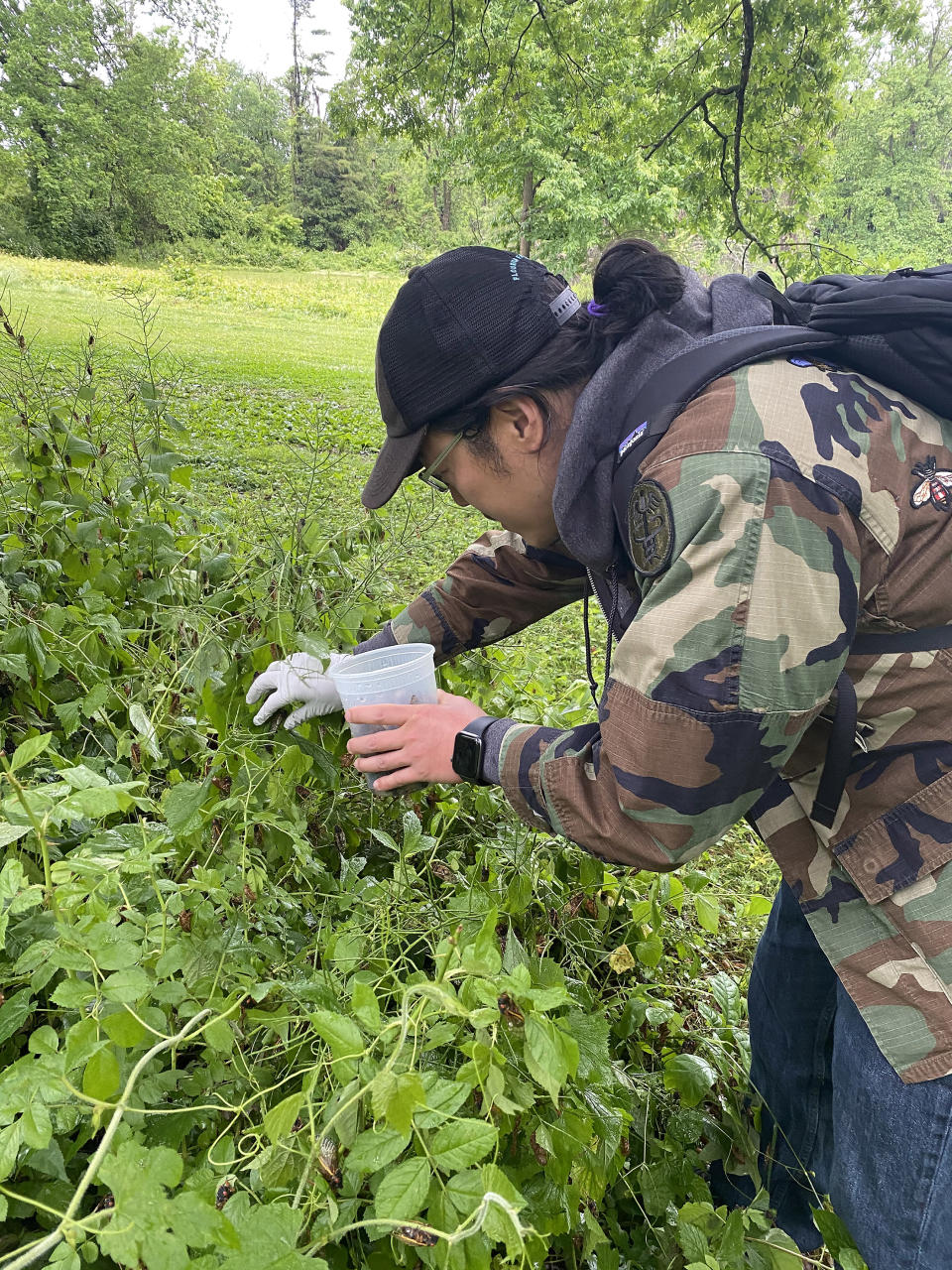 Para las personas que buscan alimentos silvestres, entomólogos y otros entusiastas de los bichos, la temporada de cigarras da lugar a platos caseros como el kimchi de puerro salvaje y cigarra de Joseph Yoon. (Joseph Yoon/The New York Times)