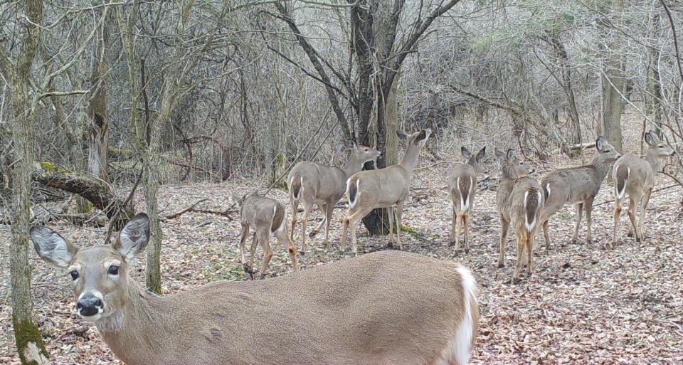 A herd of doe in early March cluster around a scrape licking branch setup.