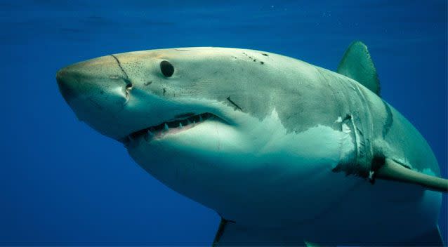 Several witnesses believe the shark was a great white. Source: Getty (stock image)