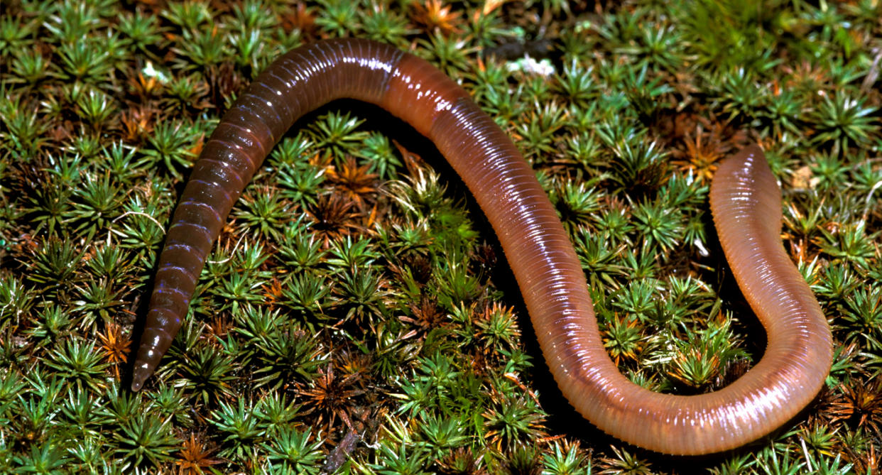 stock image of an earthworm.