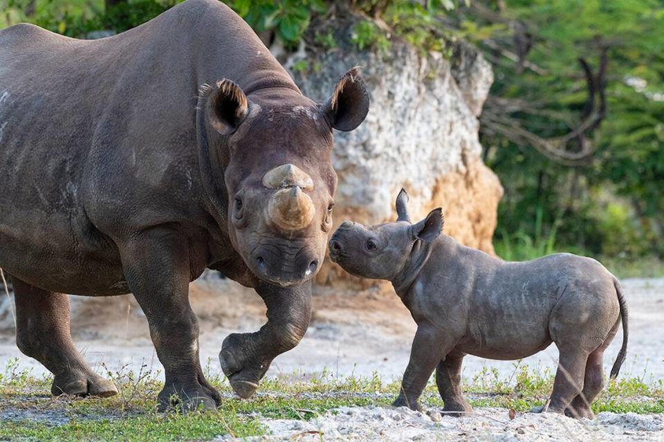Baby bonds with his Mom, Circe, an endangered black rhinoceros, at Zoo Miami. The calf was born Feb. 24, 2021.