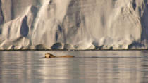 <b>Frozen Planet, BBC One, Wed, 9pm</b><br><b> Episode 3</b><br><br>Polar bear swimming in front of the Austfonna ice cap, Svalbard. As the pack ice melts in summer they have to spend more of their time swimming further and further to find food. Polar bears (Latin name Ursus maritimus) can swim for 60 miles in a day.
