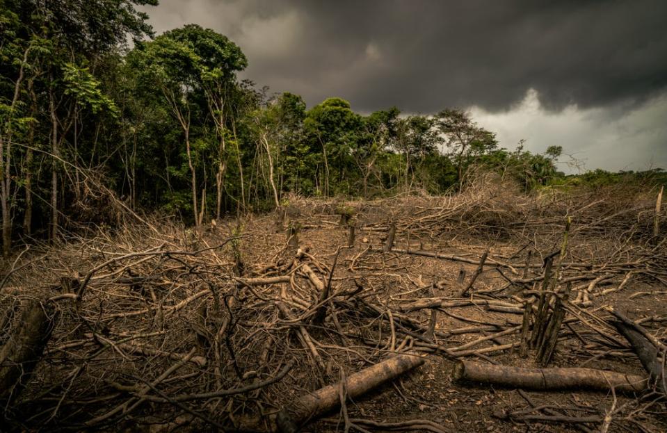 Deforestation harms global efforts to fight climate change (Luis Barreto/WWF/PA) (PA Media)