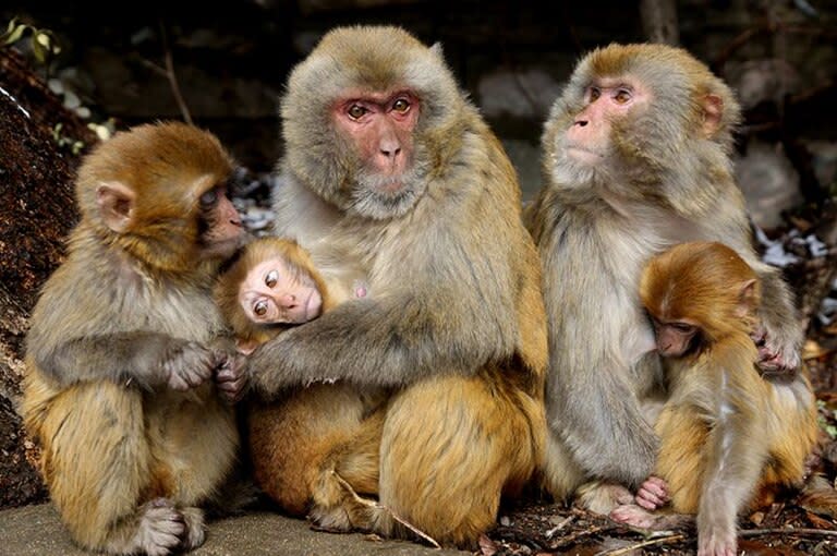 Tres macacas mostraron señales iniciales de estar preñadas luego de que se les implantaran pseudoembriones desarrollados a partir de células madre (imagen de archivo)