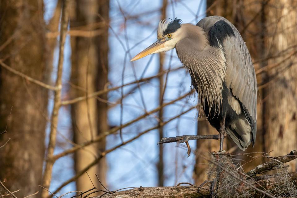 "This stunner of a great blue heron was sunning in the late afternoon on a cold December day" at Greenfield Lake, says photographer Bryan Putnam.
