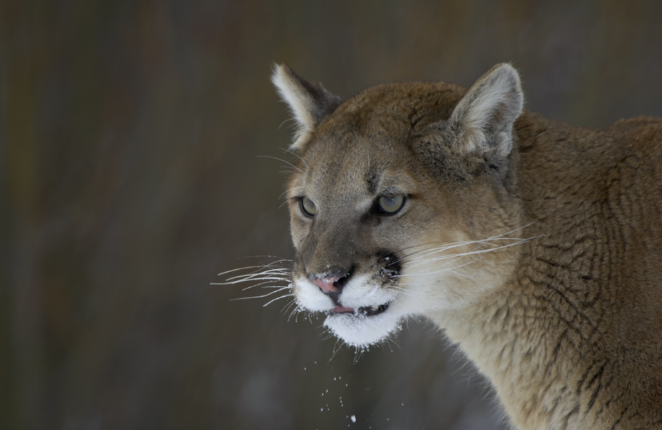 Authorities said the cougar was underweight (File picture: Rex)