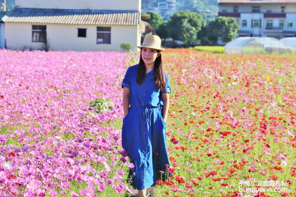 2019桃園花彩節大溪展區，夢幻花海迷宮、彩虹花田浪漫登場