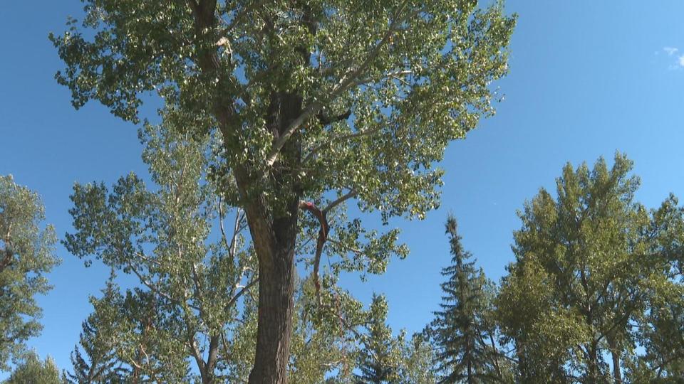 Competitors of the 2024 Prairie Chapter Tree Climbing Championship climb trees at John Hextall Park in Calgary.