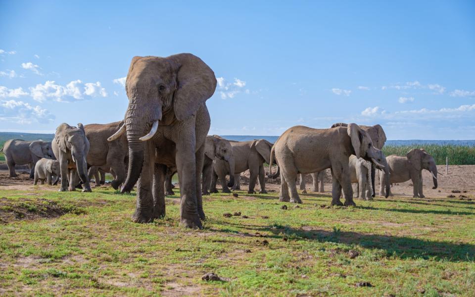 Addo Elephant National Park - Getty