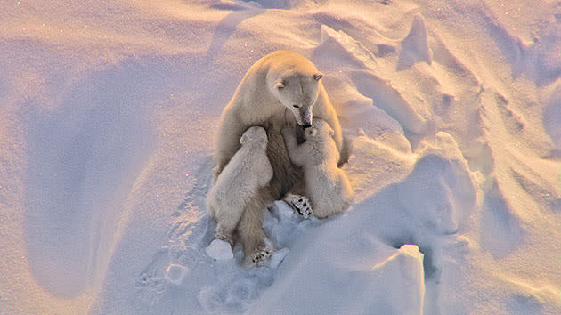 <b>Frozen Planet, BBC One, Wed, 9pm</b><br><b> Episode 2</b><br><br>Polar bear mother nursing two cubs - an unusual aerial perspective. Her milk reserves are running low as she has not eaten for five months whilst in the den.