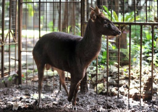 A Philippine brown deer with three legs inside a cage at a government-run wildlife rescue center in Manila. Hundreds of local species are being hunted close to extinction mainly by the rural poor who want them for food or to sell to dealers as part of an increasingly lucrative global pet trade