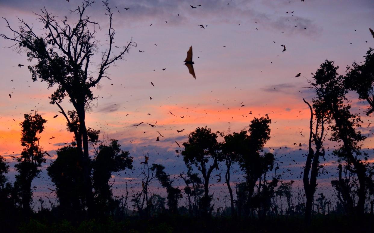 Bats in night sky - Getty Images 