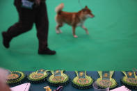 BIRMINGHAM, ENGLAND - MARCH 08: Rosettes are displayed on a table as dogs and their owners attend Day one of Crufts at the Birmingham NEC Arena on March 8, 2012 in Birmingham, England. During the annual four-day competition nearly 22,000 dogs and their owners will compete in a variety of categories, ultimately seeking the coveted prize of 'Best In Show'. (Photo by Dan Kitwood/Getty Images)