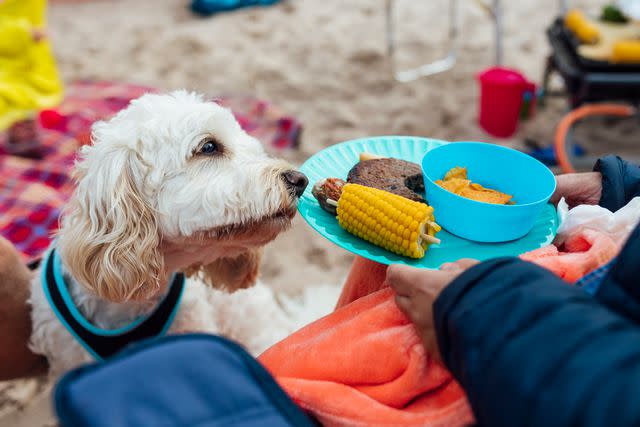 <p>Getty</p> Dog sniffs food from the BBQ.