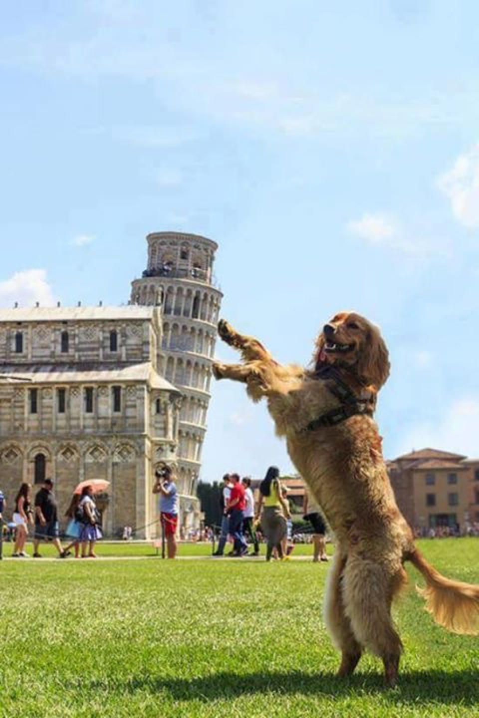 <p>Wirst du wohl wieder geraderücken, denkt sich dieser Hund. Doch der Schiefe Turm von Pisa bleibt schief.<br></p><p>(Bild: imgur.Iamarealpersontoo)<br></p>