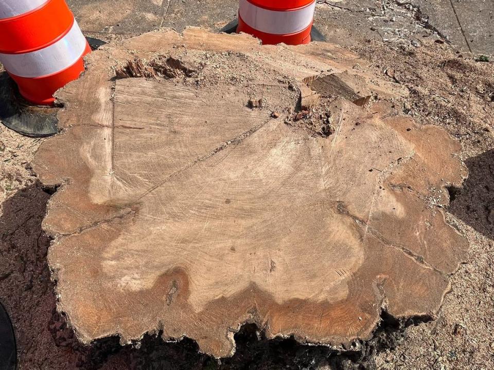 The Laurel Oak stump. It was damp and cold. Estimated about 48 inches in diameter by CSU Professor Cliffton Ruehl. Kala Hunter