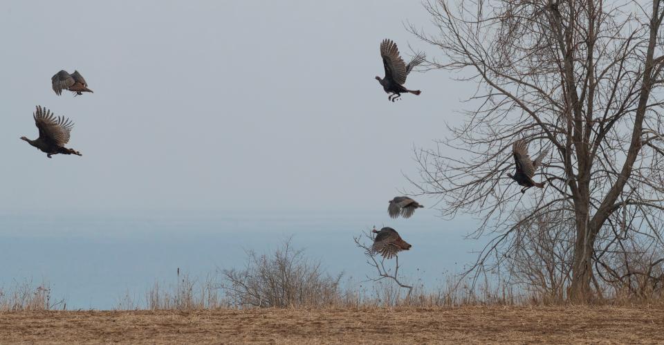 Turkey fly along a Lake Michigan Bluff on property the Ozaukee Washington Land Trust is trying to acquire Wednesday, March 2, 2022 just east of the intersection of Stonecroft Drive and Lake Shore Road on the southern end of Port Washington. The 131-acre parcel is along Lake Michigan and adjacent to Lion's Den Gorge Nature Preserve.