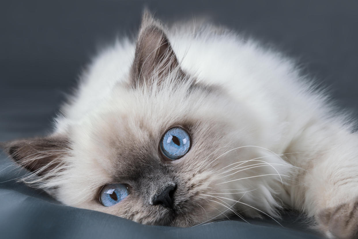 Ragdoll blue point little kitten.