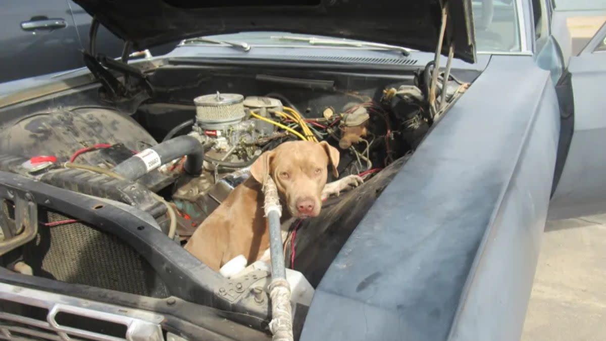 stray dog in engine bay