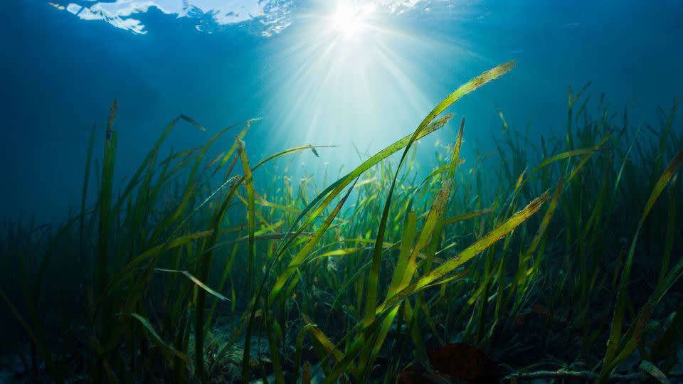 Matt Prior says seagrass conservation is one of the many issues they will shine the spotlight on during their five-year journey. - Reinhard Dirscherl/The Image Bank RF/Getty Images