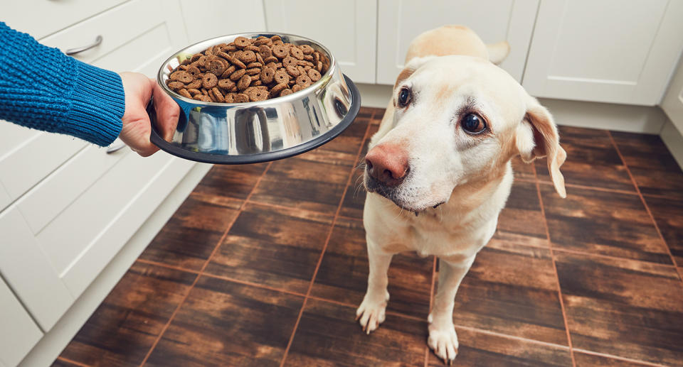 Dr Lee said a dog’s diet should be individualised to the animal. Source: Getty/File