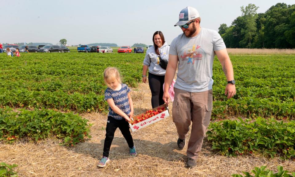 Parker Wyatt, 5, of Ida, left, helps her father, Kyle Wyatt, 30, carry a 10-pound flat of freshly picked strawberries to their car during opening day at Whittaker's Berry Farm in Ida on Wednesday, June 7, 2023. The Whittaker's berry farm opened in 2006 and they have 14 acres of fields for people to pick strawberries on.