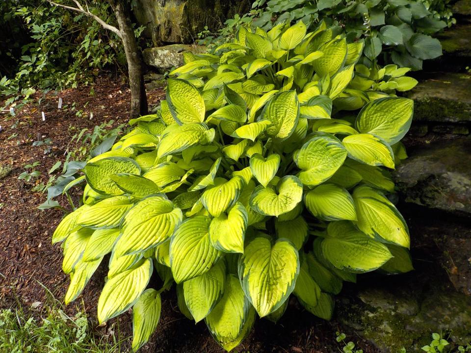 Weeds can't compete with these big hosta plants.