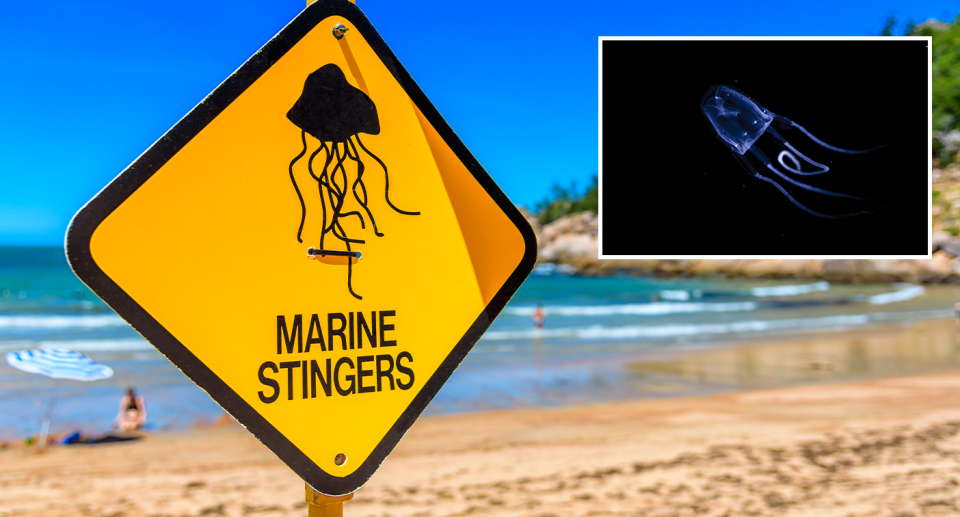 Background - a stinger sign on a QLD beach. Inset - a box jellyfish