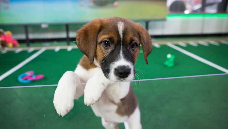 Where to Watch Puppy Bowl XIX, Meet the Players