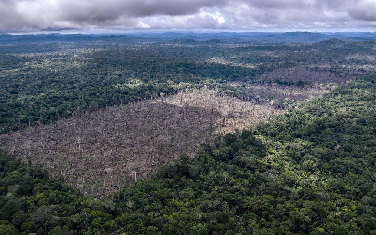 A photo issued by the WWF of illegal deforestation found in the indigenous Uru-Eu-Wau-Wau territory - PA