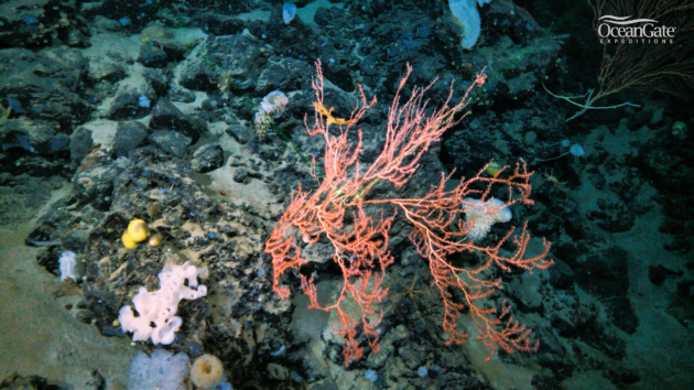 Corals and other creatures make their home on a reef near the Titanic. (OceanGate Expeditions Photo)