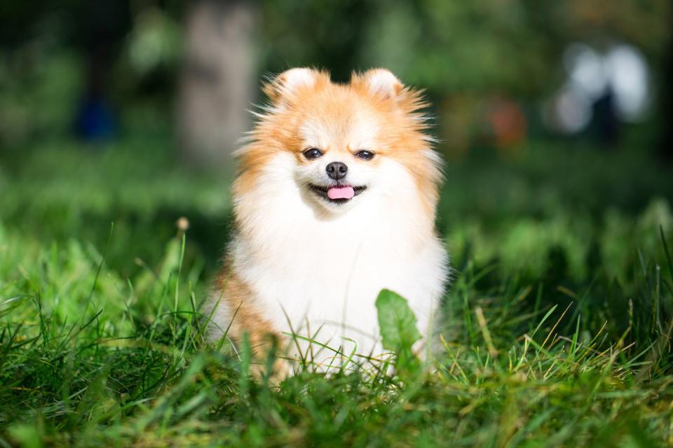 Pomeranian