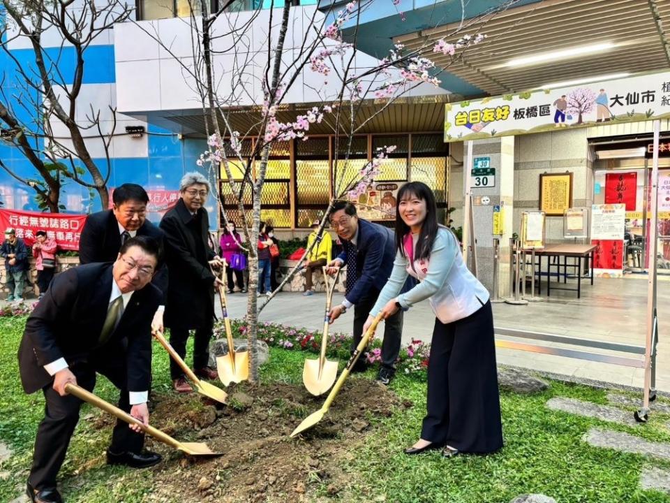 《圖說》大仙市長老松博行(左1)、板橋區山田摩衣議員(右1)、板橋區長陳奇正(右2)、及議長古谷武美(中)於公所前共植櫻花樹。〈板橋區公所提供〉