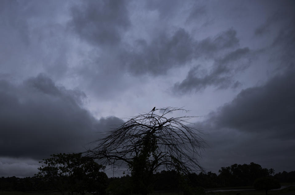 A bird perches on a tree as rain clouds cover the sky in Kochi, Kerala state, India, Saturday, Oct.16, 2021. Heavy rains lashed the state Saturday, triggering flash floods and landslides across districts. (AP Photo/R S Iyer)