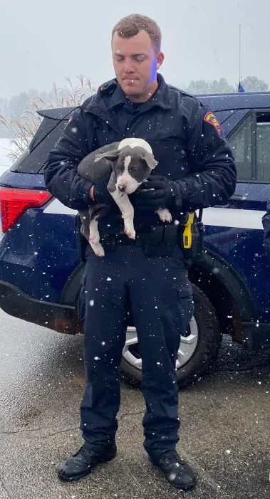 An aircraft carrying dozens of dogs crashed at a snowy golf course in Wisconsin Tuesday morning. (Photo provided by HAWS)