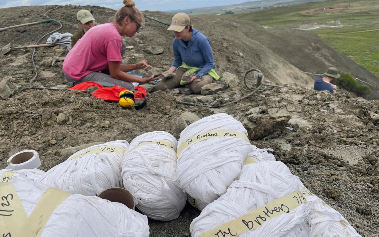 Chief preparator Natalie Toth, left, of the Denver Museum of Nature and Science, examines fossilised plants from the Cretaceous period in the documentary T.REX