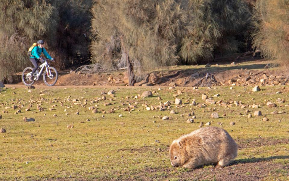 A cyclist passing a wombat in Maria Island