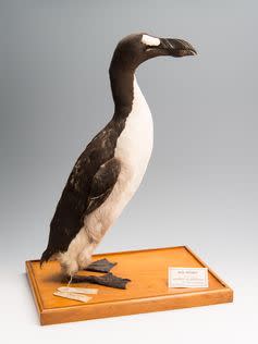 <span class="caption">The last male great auk killed on Eldey Island, June 1844.</span> <span class="attribution"><span class="source">Thierry Hubin/Royal Belgian Institute of Natural Sciences</span></span>