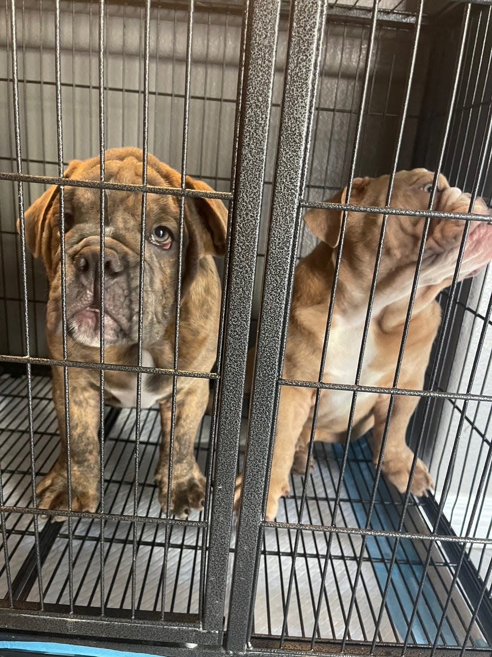 Merle English bulldogs Lashawnda Scales listed for sale on Facebook.