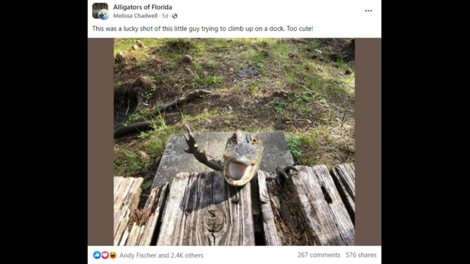 Many commenters said the alligator seems to be “smiling and waving” in this photo taken by Melissa Chadwell in Florida.