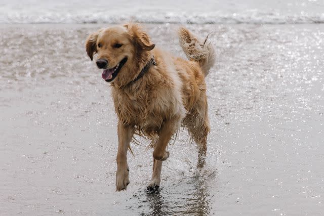 <p>Alexa Fery</p> Leo the dog, who fell from an Oregon cliff and was later rescued by the Coast Guard