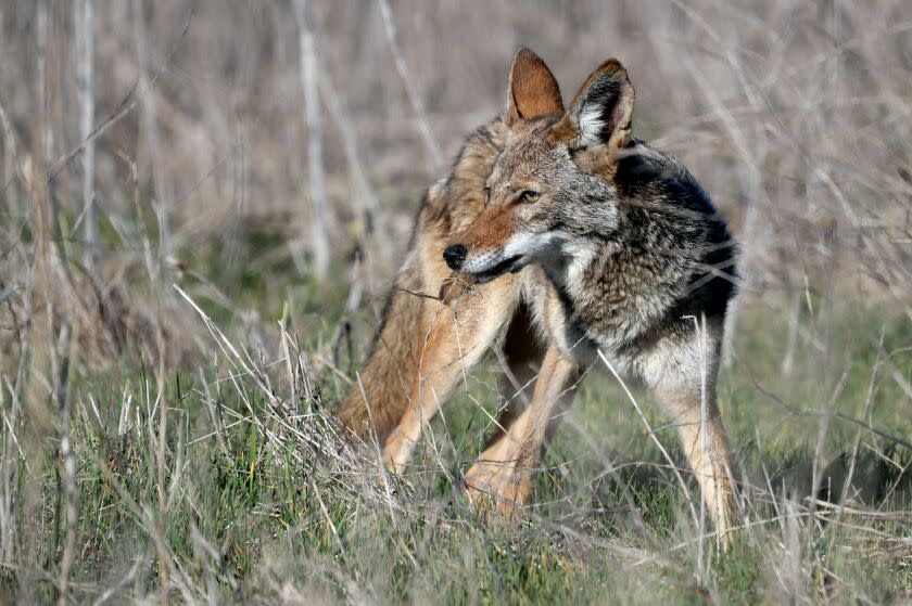 A coyote catches a small rodent and eats it on the fields at Fairview Park in Costa Mesa on Thursday, March 4, 2021.