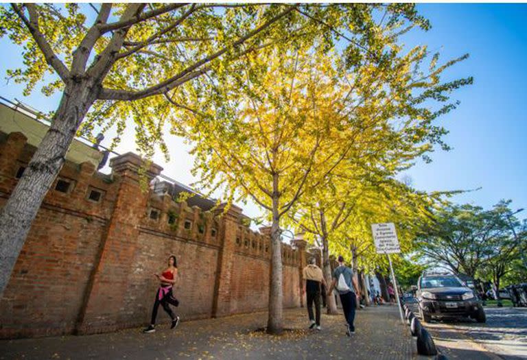 Los ginkgos del cementerio de la Recoleta cambian de color con la llegada del frío